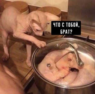 котрофл.jpg